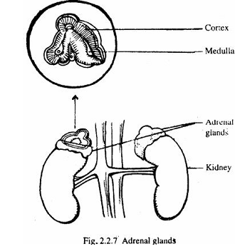 2280_adrenal glands.png